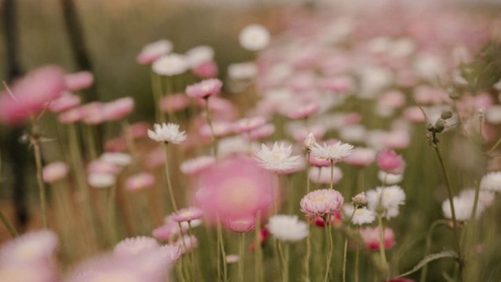 What My Plants Taught Me About Wind: Designing for Invisible Forces