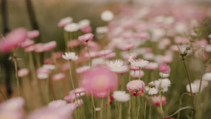 What My Plants Taught Me About Wind: Designing for Invisible Forces