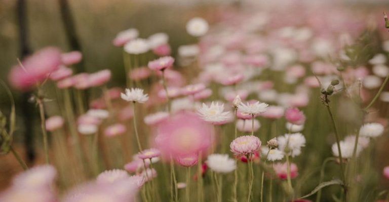 What My Plants Taught Me About Wind: Designing for Invisible Forces