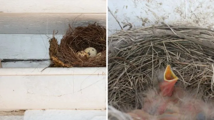 When It’s Okay to Remove a Bird Nest (and How to Do It Right)