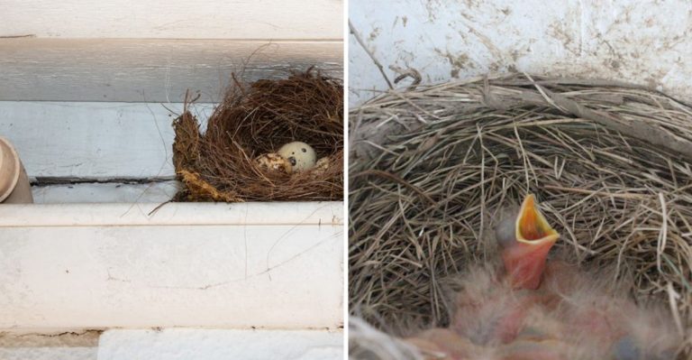 When It’s Okay to Remove a Bird Nest (and How to Do It Right)