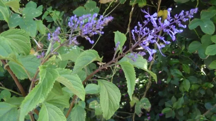 Why Gardeners Are Falling in Love With Blue Spur Flower (and How to Grow It)
