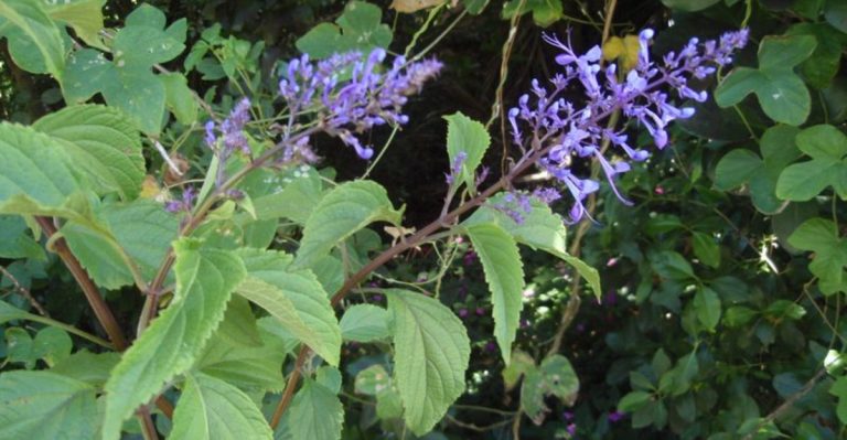 Why Gardeners Are Falling in Love With Blue Spur Flower (and How to Grow It)