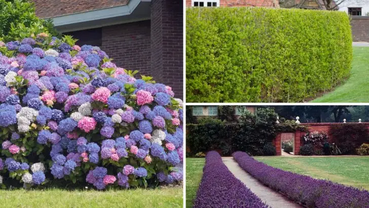 Why Gardeners Are Tired of Boxwood Hedges—And What They’re Planting Instead