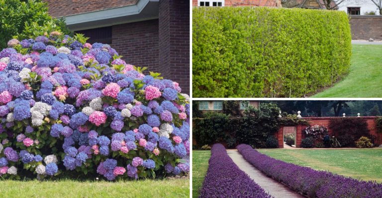 Why Gardeners Are Tired of Boxwood Hedges—And What They’re Planting Instead
