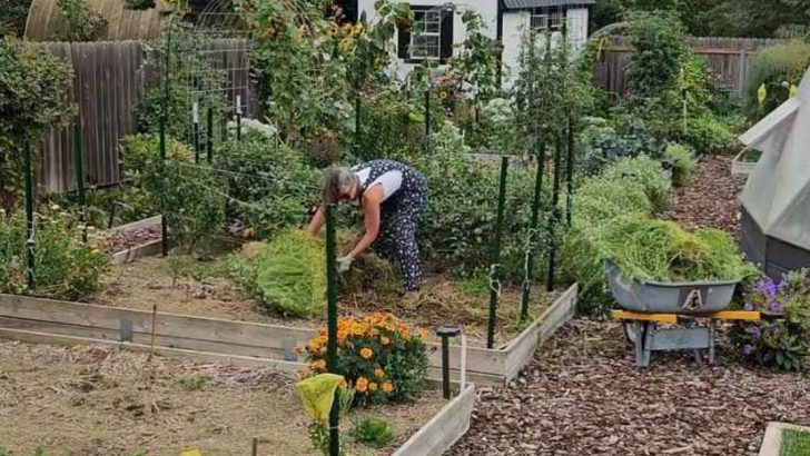 Why I Gave Every Plant a ‘Rest Year’—And How Yields Improved