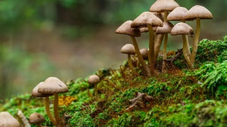 Why I Let Mushrooms Grow Among My Vegetables (And What They Fix Beneath)