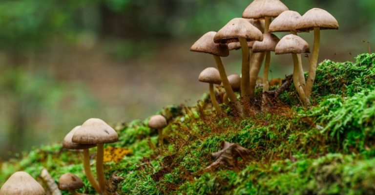 Why I Let Mushrooms Grow Among My Vegetables (And What They Fix Beneath)