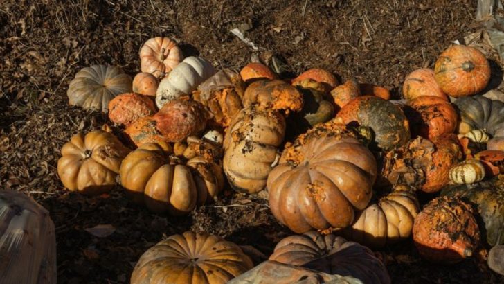 Why I Let My Compost Go Cold—and What Started Growing Anyway