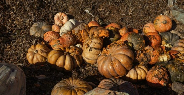 Why I Let My Compost Go Cold—and What Started Growing Anyway