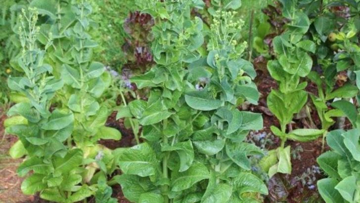 Why I Let My Lettuce Bolt—and the Surprising Results for the Whole Bed