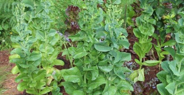Why I Let My Lettuce Bolt—and the Surprising Results for the Whole Bed