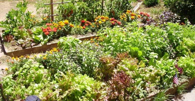 Why I Let One Weed Stay in Every Bed—On Purpose