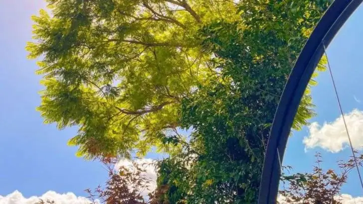 Why I Planted a Mirror Wall in My Garden—and What It Changed