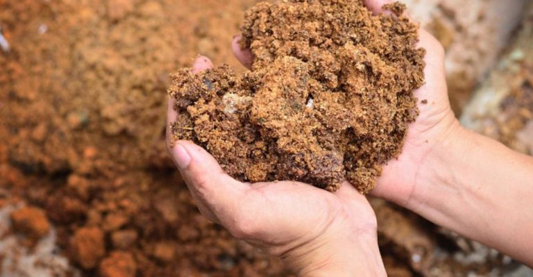 Why I Planted Nothing for 90 Days—And Got the Healthiest Soil Ever