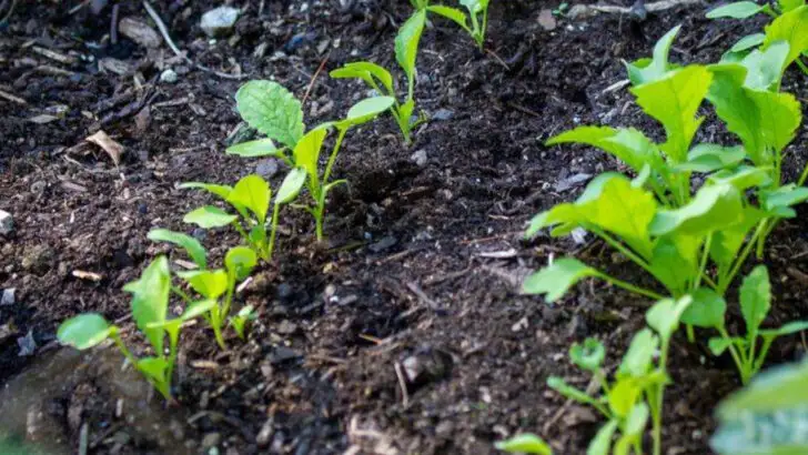 Why I Stopped Using Raised Beds (And What I Do Instead Now)