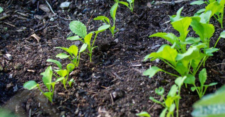 Why I Stopped Using Raised Beds (And What I Do Instead Now)