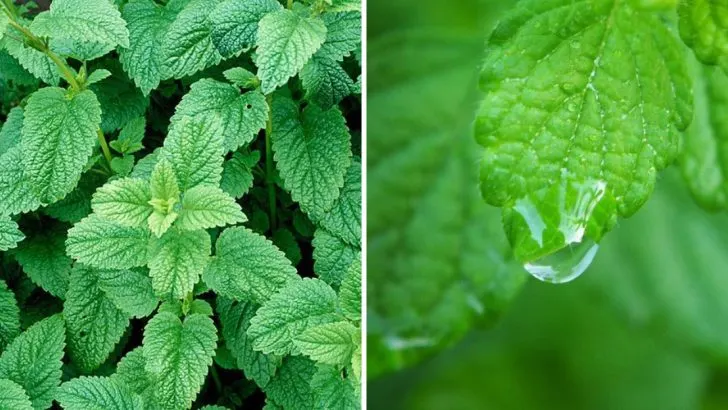 Why Lemon Balm Isn’t as Low-Maintenance as It Looks