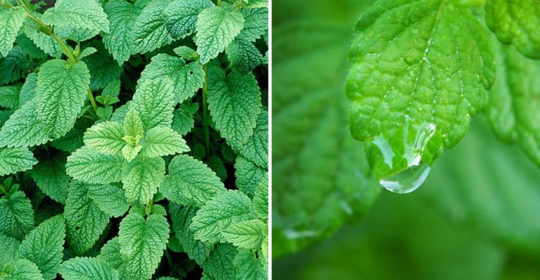Why Lemon Balm Isn’t as Low-Maintenance as It Looks