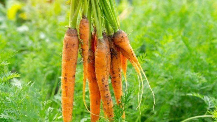 Why You Should Plant Flowers Among Your Carrots (It’s Not Just for Pollinators)