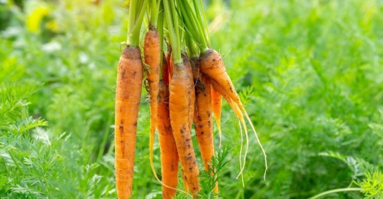 Why You Should Plant Flowers Among Your Carrots (It’s Not Just for Pollinators)