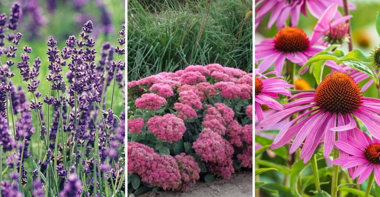 Why Your Garden Looks Dead at Noon (And 20 Plants That Actually Love Brutal Midday Sun)
