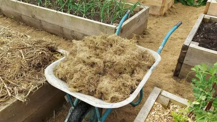 Why Your Raised Beds Might Be Leaching Nutrients (And How to Stop It)