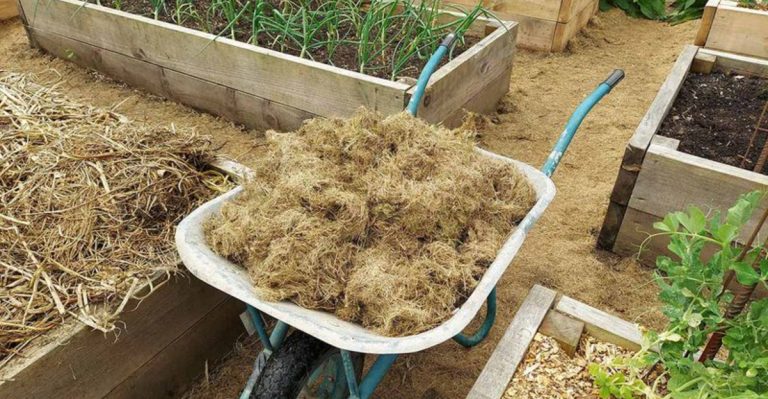 Why Your Raised Beds Might Be Leaching Nutrients (And How to Stop It)
