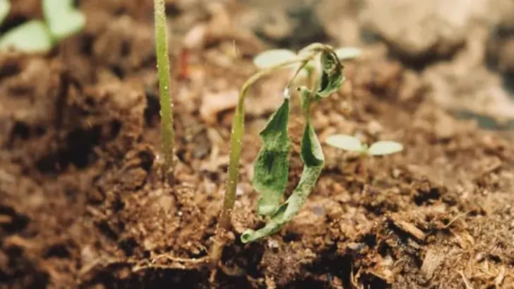Why Your Seedlings Keep Failing—Even If You’re Doing “Everything Right”