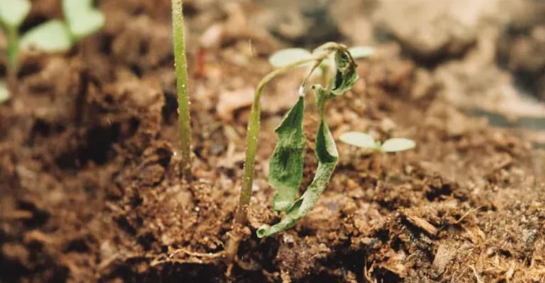 Why Your Seedlings Keep Failing—Even If You’re Doing “Everything Right”