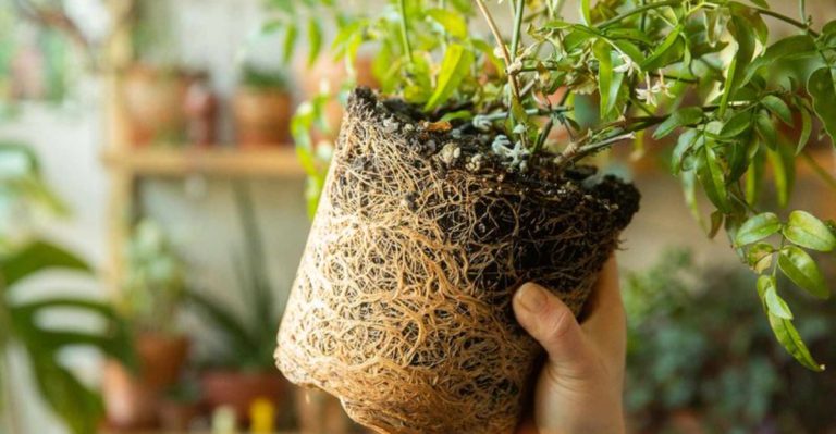 Why Your Seedlings Never Survive Transplanting—It’s a Root Problem