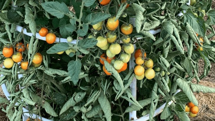 Why Your Tomato Plant Has Tons of Leaves But No Fruit