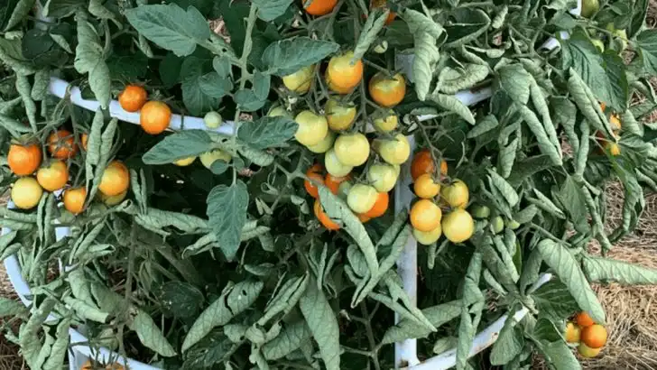 Why Your Tomato Plant Has Tons of Leaves But No Fruit