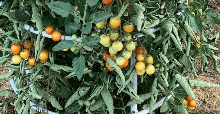 Why Your Tomato Plant Has Tons of Leaves But No Fruit