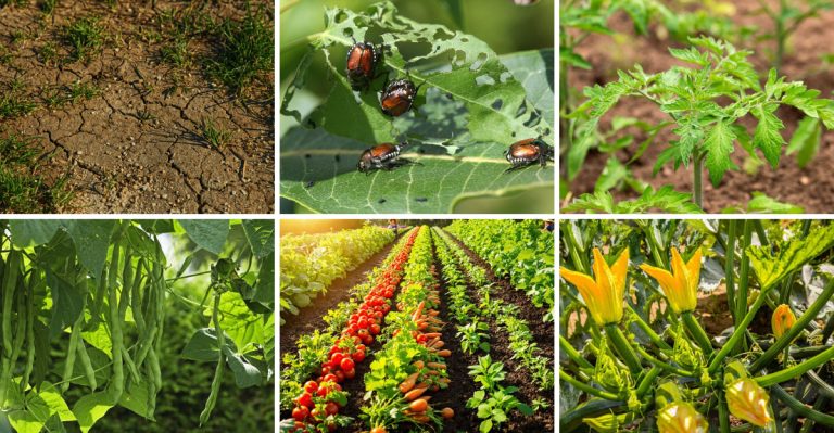 Why Your Vegetable Garden Fails After 3 Years (And 11 Crops That Actually Get Better)