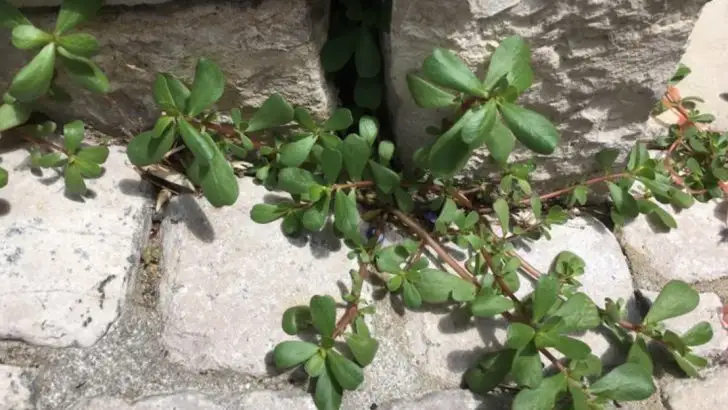 Wild Garden Zoning: Why I Let Certain Weeds Rule Specific Corners