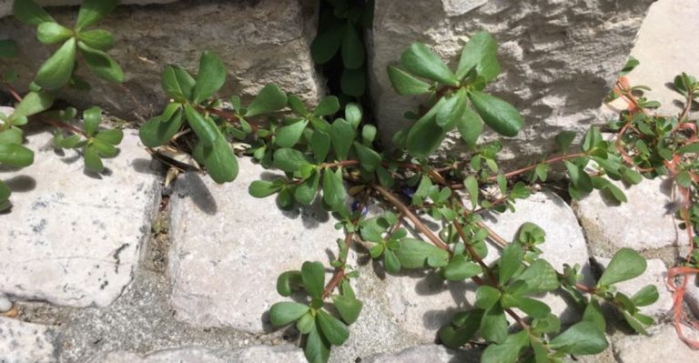 Wild Garden Zoning: Why I Let Certain Weeds Rule Specific Corners