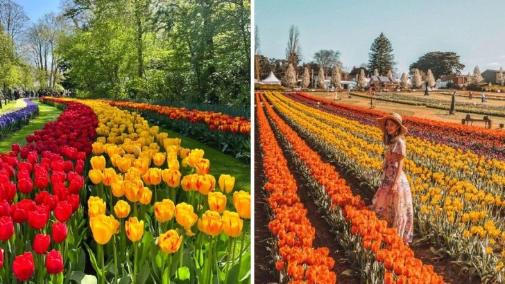 You Don’t Need to Go to Holland to Tiptoe Through the Tulips