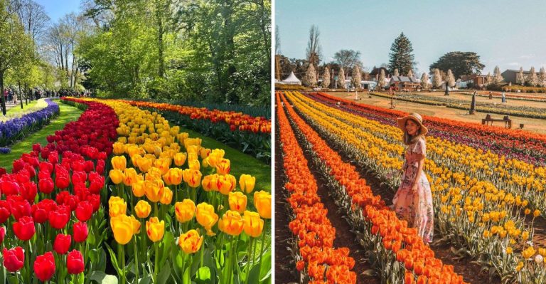 You Don’t Need to Go to Holland to Tiptoe Through the Tulips