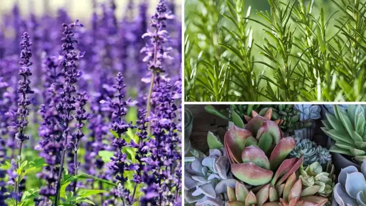 Your Sprinkler System Is Killing These 18 Plants (And They’re Probably Your Favorites)