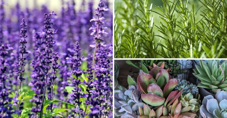 Your Sprinkler System Is Killing These 18 Plants (And They’re Probably Your Favorites)
