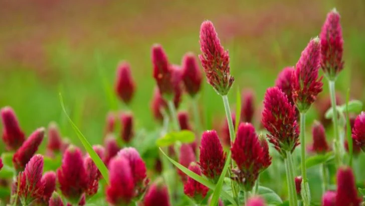 10 Cover Crops to Recharge Your Garden Soil