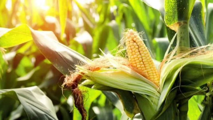 10 Fast-Growing Veggies That Won’t Wilt in June Heat