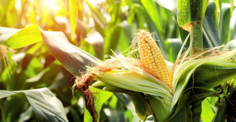 10 Fast-Growing Veggies That Won’t Wilt in June Heat