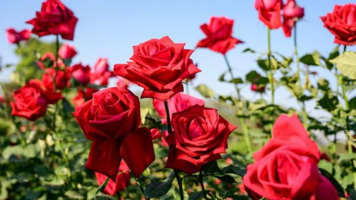 10 Gorgeous Flowers for Women Over 60 and 10 That Bloom All Season Too