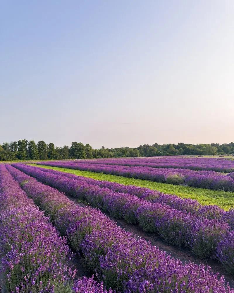 Lavender