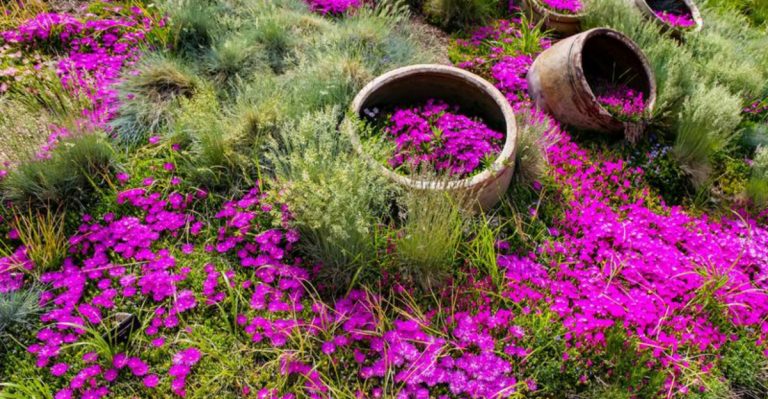 10 Green Survivors Built for Bone-Dry Summers