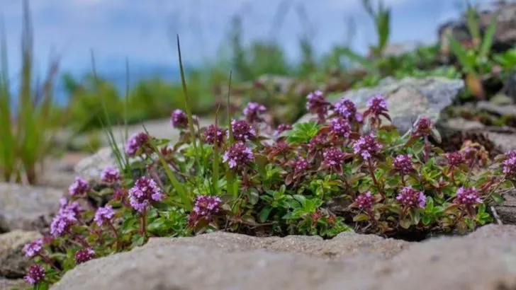 10 Hardy Herbs and 5 Clever Uses That Make June Gardening a Breeze