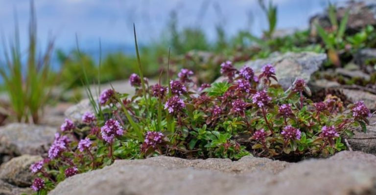 10 Hardy Herbs and 5 Clever Uses That Make June Gardening a Breeze
