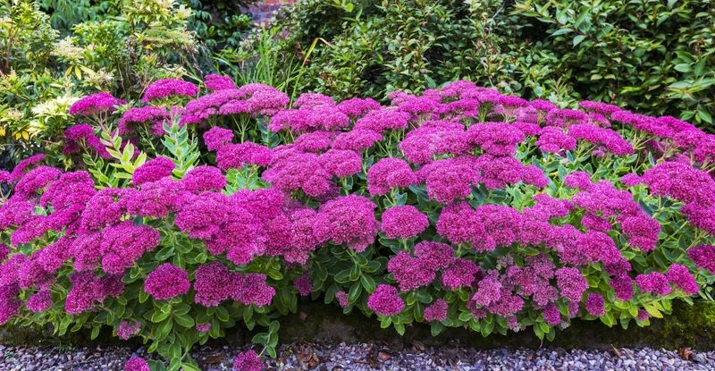 Sedum